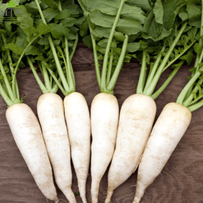 Top Quality Hybrid Raddish Seeds - Easy to Grow, High Nutrition Umbiz