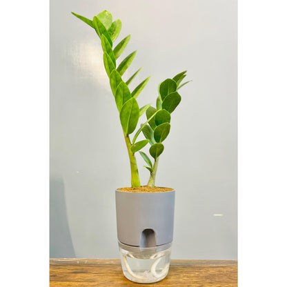 Zamioculcas Zamiifolia-Zamia (ZZ) Plant With Self Watering Pot
