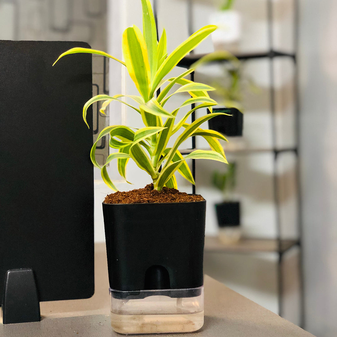 Dracaena reflexa (Song of India) Plant With Self Watering Pots [Square]