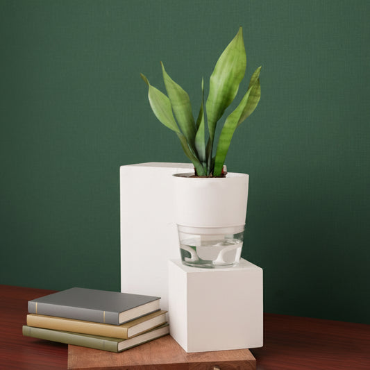 Sansevieria Moonshine (Snake Moonshine) Plant With Self Watering Pot