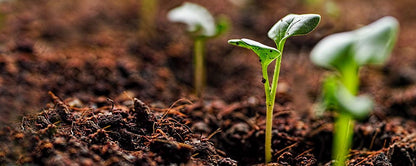 Hydro Crunch General Hydroponics 125 ml Rapid Start Umbiz