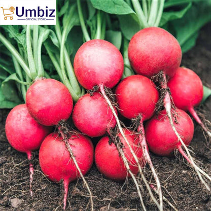 Top Quality Fresh Hybrid Red Radish (Mooli) Seeds - Easy to Grow, High Nutrition Umbiz