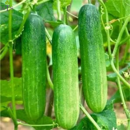Top Quality Fresh Hybrid Cucumber Seeds - Easy to Grow, High Nutrition Umbiz