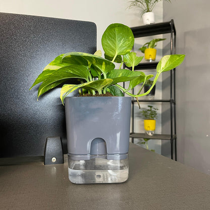 Money Plant With Self Watering Pot [Square]