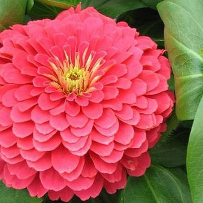 Random Summer Flowers Seeds (Pack Of 10) - High Quality Colorful Flower Seeds Umbiz