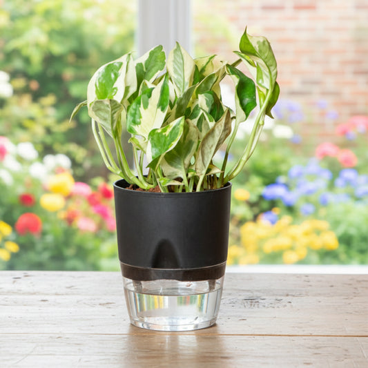 Money Plant N'Joy With Self Watering Pot