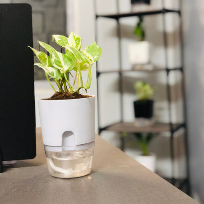 Money Plant N'Joy With Self Watering Pot