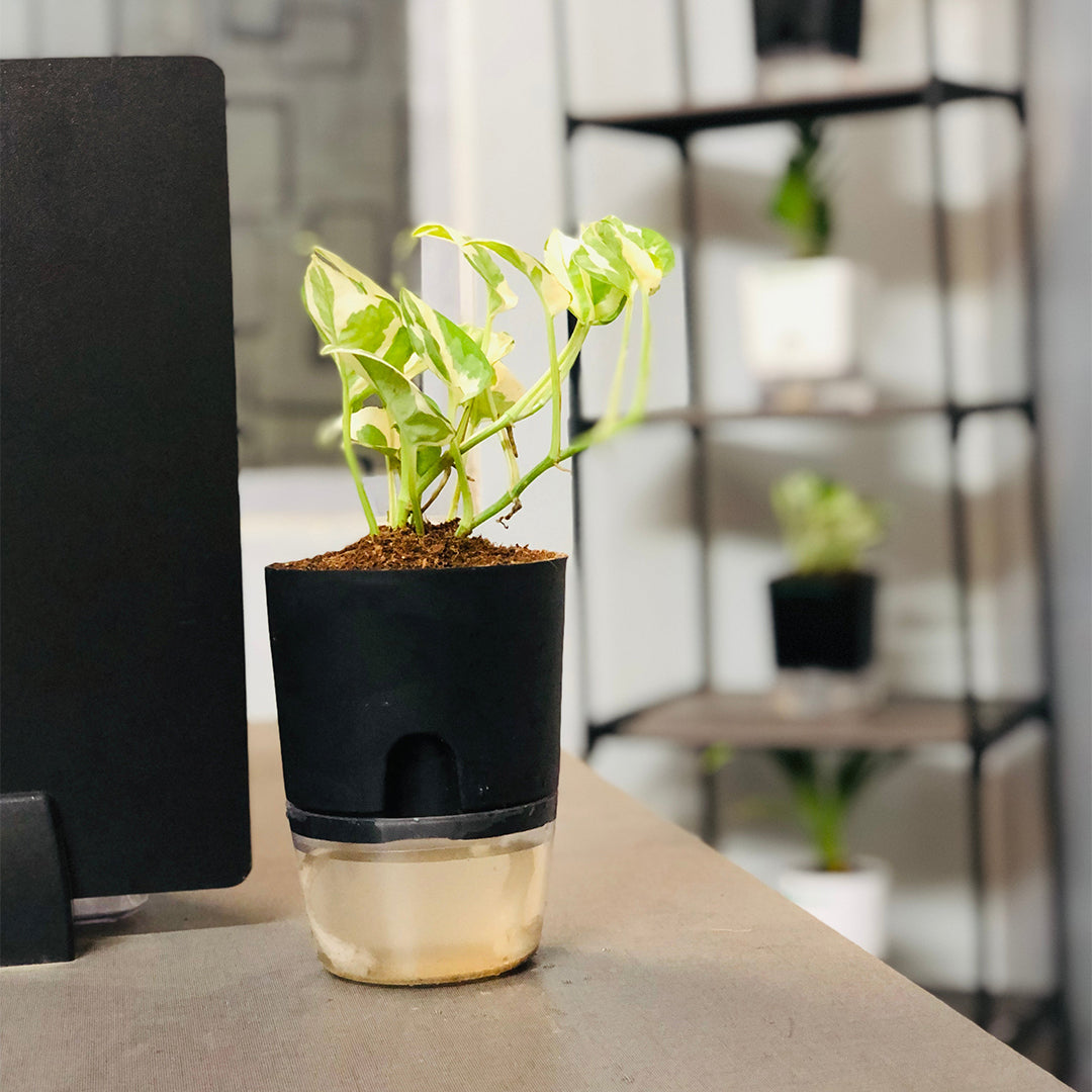 Money Plant N'Joy With Self Watering Pot