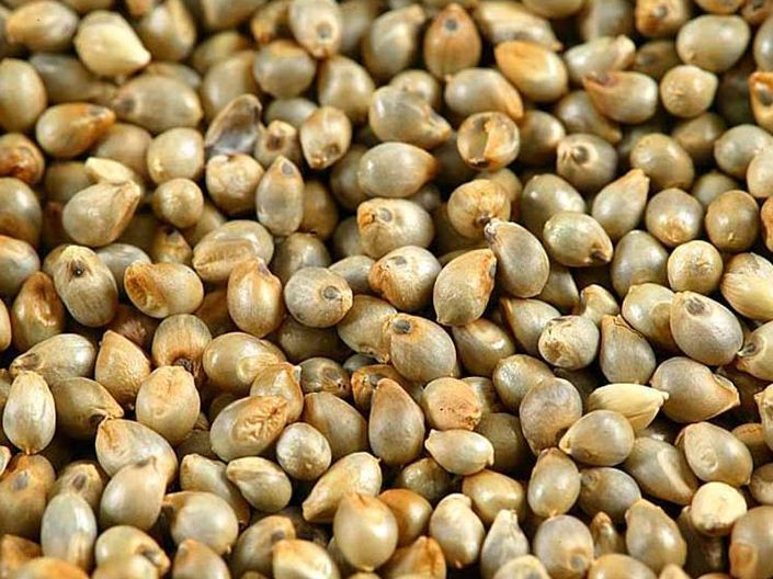 Pearl Millet , Millet Seeds , Bajra , Birds feed,Birds food,Seed for Canaries , Finches ,Waxbills, Budgies, Lovebirds cocktail,mascaw, raw, cockatoo Alexandrine parakeet,Parrots, Australian parrots,raw,ringneck and Other similar birds, 0.10 Kg, 100g