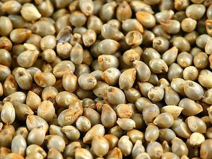 Pearl Millet , Millet Seeds , Bajra , Birds feed,Birds food,Seed for Canaries , Finches ,Waxbills, Budgies, Lovebirds cocktail,mascaw, raw, cockatoo Alexandrine parakeet,Parrots, Australian parrots,raw,ringneck and Other similar birds, 0.10 Kg, 100g