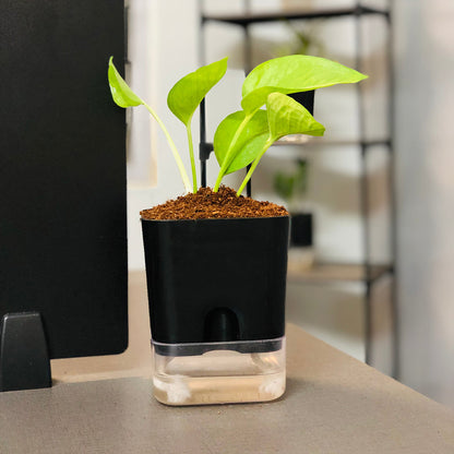 Money Plant With Self Watering Pot [Square]