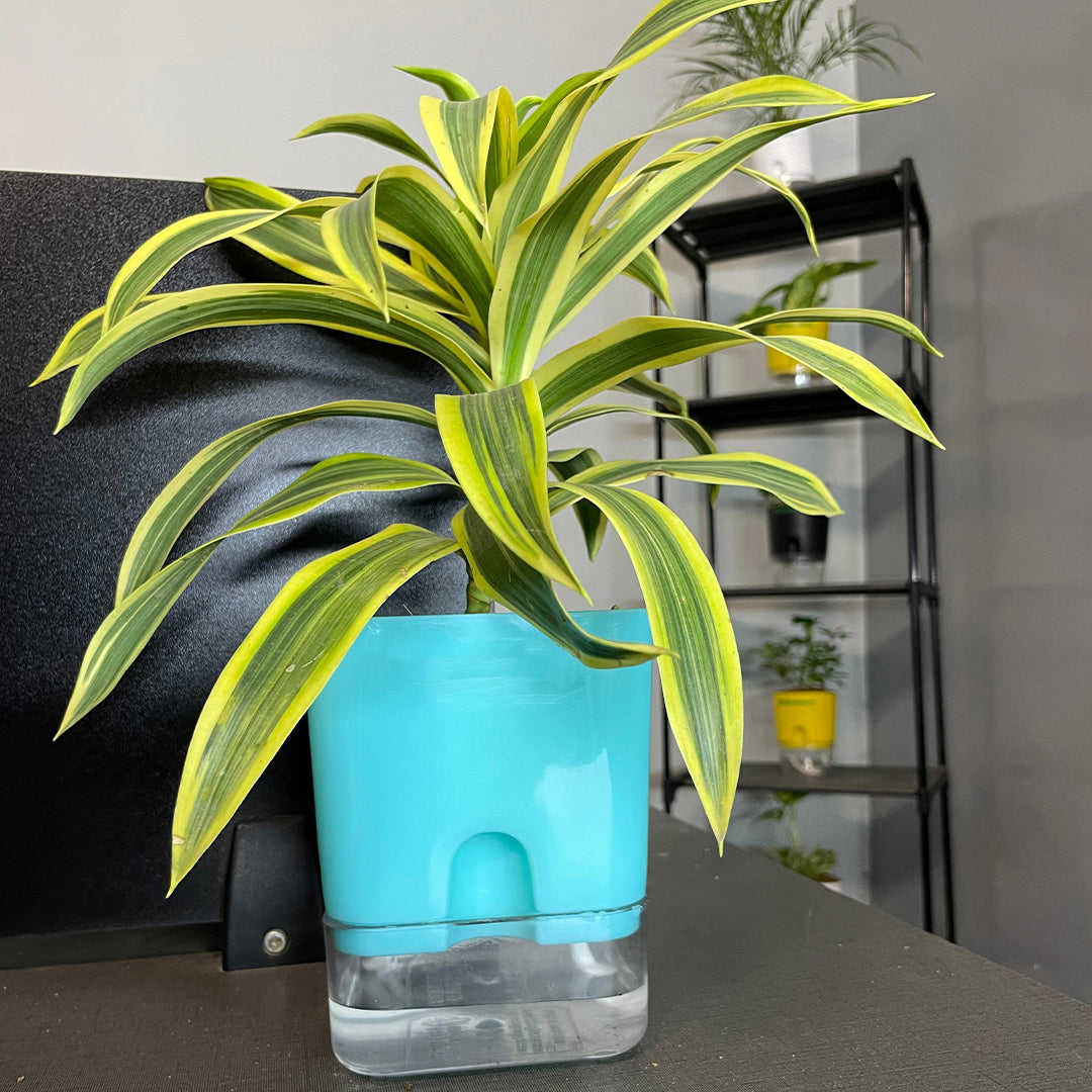 Dracaena reflexa (Song of India) Plant With Self Watering Pots [Square]