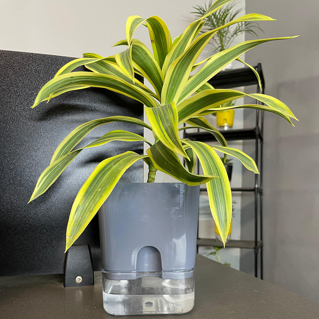 Dracaena reflexa (Song of India) Plant With Self Watering Pots [Square]