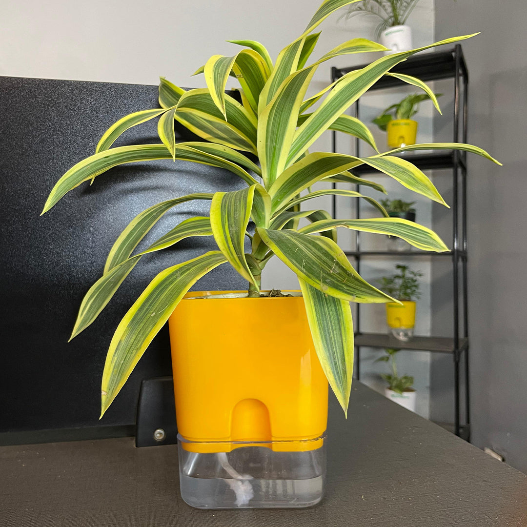 Dracaena reflexa (Song of India) Plant With Self Watering Pots [Square]