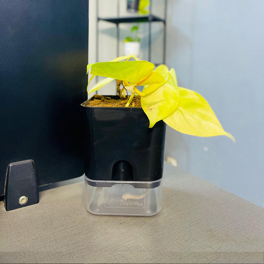 Golden Money Plant with Self Watering Pot [Square]