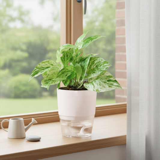 Money Plant Marble Queen With Self Watering Pot