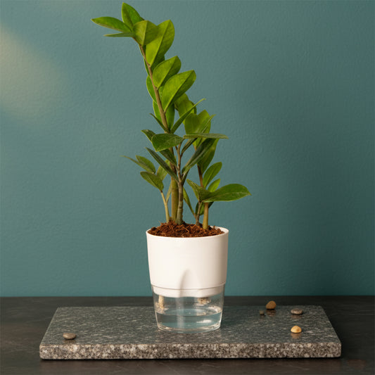 Zamioculcas Zamiifolia-Zamia (ZZ) Plant With Self Watering Pot