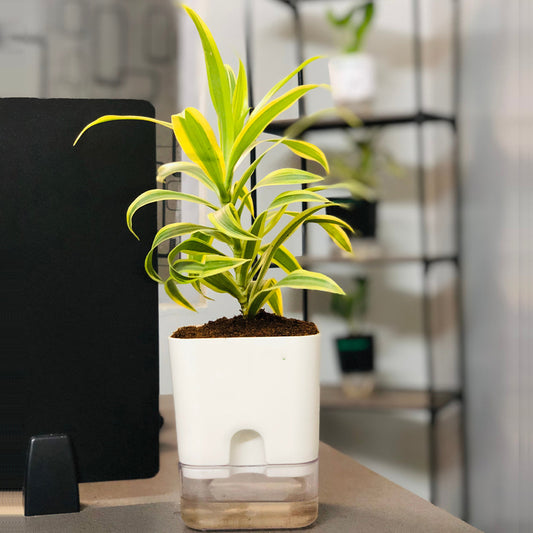 Dracaena reflexa (Song of India) Plant With Self Watering Pots [Square]