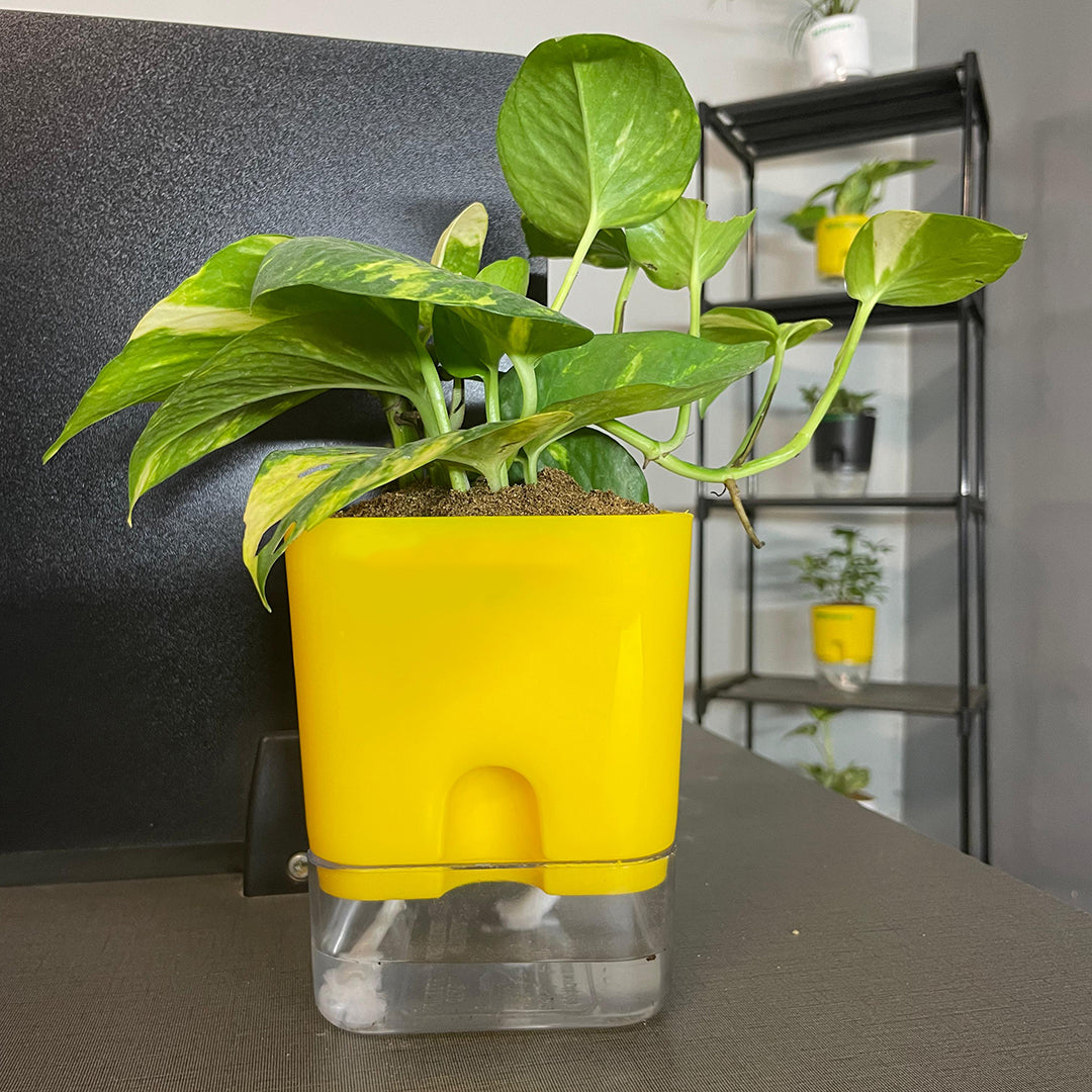 Money Plant With Self Watering Pot [Square]